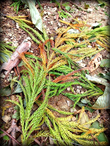Pine fern