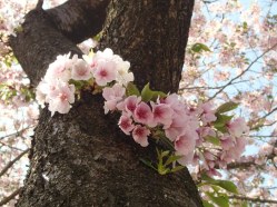 Flowers growing from the tree trunk!