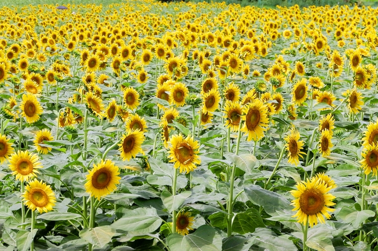Kiyose sunflower